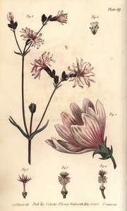 Malva, Malva sylvestris, Monadelphia