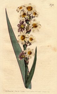 Marica con flores blancas, amarillas y líneas púrpuras - del Registro Botánico