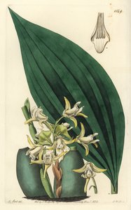 Orquídea Maxillaria palmifolia - del Registro Botánico de Sydenham Teast Edwards
