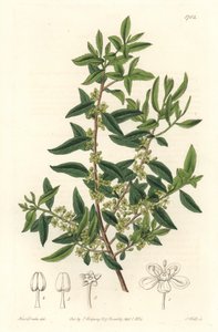 Maytenus boaria (maitén), endémica de América Central y del Sur - Agua fuerte por S. Watts de una ilustración de Sarah Anne Drake, del Registro Botánico de Sydenham Teast Edwards