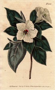 Melhania de Santa Helena con flores blancas de Sydenham Teast Edwards