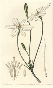 Estrella mexicana - Estrella mexicana o milla blanca como la nieve, Milla biflora de Sydenham Teast Edwards