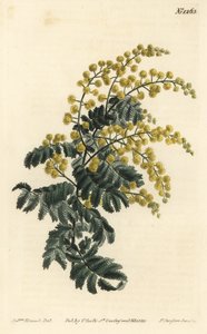 Mimosa - Acacia pubescens