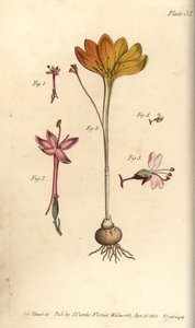 Monandria, Crocus angustifolius y Circaea alpina, del Botanical Magazine de William Curtis