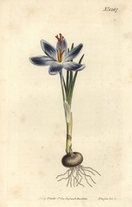 Azafrán de montaña, Crocus serotinus. Grabado en cobre coloreado a mano por F. Sansom Jr. después de una ilustración de Sydenham Edwards del Botanical Magazine de William Curtis, T. Curtis, Londres de Sydenham Teast Edwards