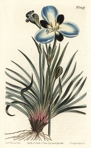Aristea de flores de luto, Aristea lugens de Sydenham Teast Edwards