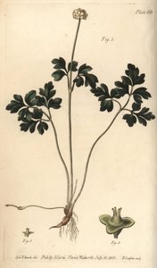 Raíz almizclada, del Botanical Magazine de William Curtis de Sydenham Teast Edwards