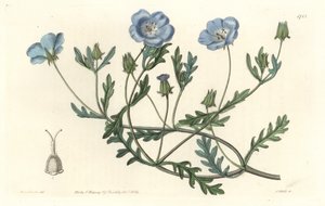 Namophile maculee, originaria de California - Placa grabada por S. Watts de una ilustración de Sarah Anne Drake, del Registro Botánico de Sydenham Teast Edwards