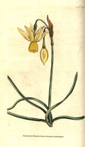 Narciso - Narcissus triandrus de Sydenham Teast Edwards
