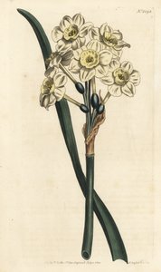Narciso en ramo - Narciso de flores en racimo, Narcissus tazetta de Sydenham Teast Edwards