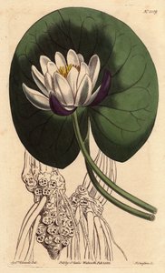 Nenúfar con gran flor blanca frente a su hoja redonda. Nymphaea nitida. Grabado en cobre a mano coloreado de una ilustración botánica de Sydenham Edwards del Botanical Magazine de William Curtis de Sydenham Teast Edwards
