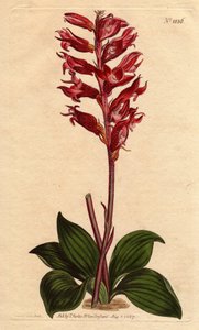 Orquídea neottie con flor escarchada, color rosa y carmesí, nativa de Jamaica de Sydenham Teast Edwards