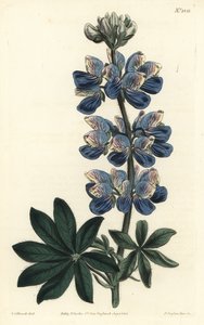 Lupino de Nootka - Lupino de Nootka-Sound, Lupinus nootkatensis. Grabado en cobre coloreado a mano por F. Sansom Jr. después de una ilustración de Sydenham Edwards del Botanical Magazine de William Curtis, T. Curtis, Londres
