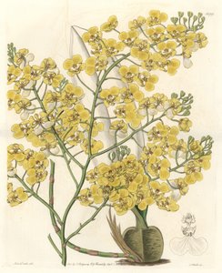 Orquídea (Oncidium ampliatum), con flores amarillas, nativa de Nueva Zelanda - Agua fuerte de S. Watts de una ilustración de Sarah Anne Drake (1803-1857), del Registro Botánico de Sydenham Teast Edwards