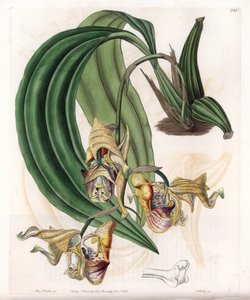 Orquídea: variedad de Coryanthes con flores moteadas - Placa grabada por S.Watts, de una ilustración de Sarah Anne Drake, del Registro Botánico de Sydenham Edwards de Sydenham Teast Edwards