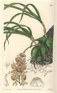 Orquídea Grobya, con flores amarillas y púrpuras, nativa de Brasil - Agua fuerte por S. Watts de una ilustración de Sarah Anne Drake (1803-1857), del Registro Botánico de Sydenham Teast Edwards