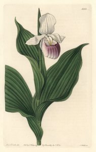 Orquídea, Cypripede Real, del Registro Botánico de Sydenham Teast Edwards