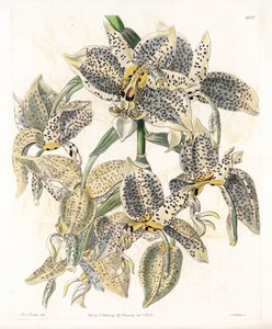 Orquídea: variedad de Stanhopea, neotropical - Placa grabada por S.Watts, de una ilustración de Sarah Anne Drake, del Registro Botánico de Sydenham Edwards de Sydenham Teast Edwards