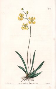Orquídea: variedad Tolumnia guianensis, endémica de Haití y Santo Domingo - Placa grabada por S. Watts, de una ilustración de Sarah Anne Drake (1803-1857), del Botanical Register de Sydenham Edwards (1768-1819), Inglaterra de Sydenham Teast Edwards