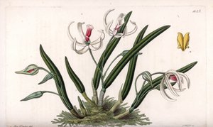 Orquídea: variedad en miniatura de leptotes