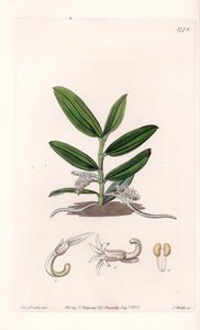 Orquídea: variete de camphylocentrum - Placa grabada por S. Watts, de una ilustración de Sarah Anne Drake (1803-1857), del Registro Botánico de Sydenham Edwards (1768-1819), Inglaterra de Sydenham Teast Edwards