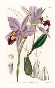 Orquídea: variedad de laelia - Placa grabada por S. Watts, de una ilustración de Sarah Anne Drake (1803-1857), del Botanical Register de Sydenham Edwards (1768-1819), Inglaterra