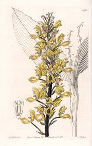 Orquídea: variedad de govenia - Placa grabada por S.Watts, de una ilustración de Sarah Anne Drake, del Registro Botánico de Sydenham Edwards de Sydenham Teast Edwards