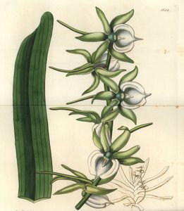 Orquídea Angraecum eburneum, del Botanical Register de Sydenham Edwards de Sydenham Teast Edwards