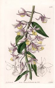 Orquídea: variedad de Dendrobium, nativa de Asia - Placa grabada por S. Watts, de una ilustración de Sarah Anne Drake, del Registro Botánico de Sydenham Edwards de Sydenham Teast Edwards