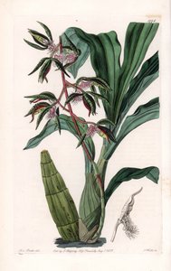 Orquídea: variedad de catasetum, llamada barbuda - Placa grabada por S. Watts, de una ilustración de Sarah Anne Drake (1803-1857), del Registro Botánico de Sydenham Edwards (1768-1819), Inglaterra de Sydenham Teast Edwards