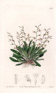 Orquídea: variedad de epidendro - Placa grabada por S. Watts, de una ilustración de Sarah Anne Drake (1803-1857), del Registro Botánico de Sydenham Edwards (1768-1819), Inglaterra de Sydenham Teast Edwards