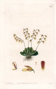 Orquídea: variedad de epidendro - Placa grabada por S. Watts, de una ilustración de Sarah Anne Drake (1803-1857), del Registro Botánico de Sydenham Edwards (1768-1819), Inglaterra de Sydenham Teast Edwards