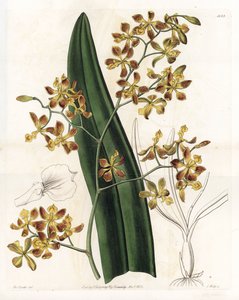 Orquídea: variedad de epidendrum - Placa grabada por S.Watts, de una ilustración de Sarah Anne Drake, de la Revista Botánica de Sydenham Edwards, Inglaterra de Sydenham Teast Edwards