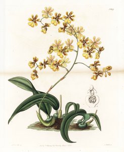 Orquídea: variedad de oncidium epifítico de Brasil - Placa grabada por S. Watts, de una ilustración de Sarah Anne Drake, de la Revista Botánica de Sydenham Edwards, Inglaterra