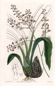 Orquídea: variedad de eulophia - Placa grabada por S. Watts, de una ilustración de Sarah Anne Drake (1803-1857), del Botanical Register de Sydenham Edwards (1768-1819), Inglaterra