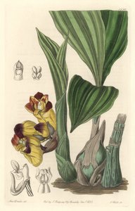 Orquídea Acanthephippium bicolor, originaria de Sri Lanka - Placa grabada por S. Watts de una ilustración de Sarah Anne Drake, del Registro Botánico