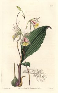 Orquídea, Bletia Americana - del Registro Botánico de Sydenham Teast Edwards