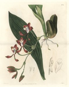 Orquídea Batemannia, nativa de Guyana - Agua fuerte de S. Watts de una ilustración de T. Holland, del Registro Botánico