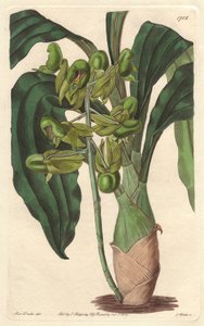 Orquídea Catasetum, nativa de Brasil - Agua fuerte por S. Watts de una ilustración de Sarah Anne Drake, del Registro Botánico