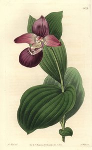 Orquídea zueco de Venus de flores grandes - del Registro Botánico de Sydenham Teast Edwards
