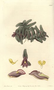 Orquídea epidendrum de América Central, del Botanical Register de Sydenham Edwards de Sydenham Teast Edwards