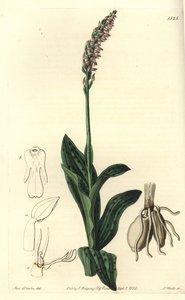 Orquídea Neotinea maculata, del Botanical Register de Sydenham Edwards de Sydenham Teast Edwards