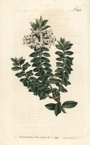 Verónica de hojas cruzadas, Veronica decussata de Sydenham Teast Edwards