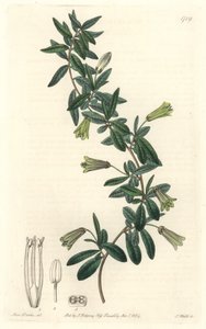Billardiera de hojas ovaladas, nativa de Tasmania (Australia) - Agua fuerte por S. Watts de una ilustración de Sarah Anne Drake, del Registro Botánico
