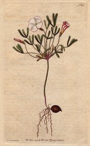 Oxalis (pequeña acedera) con flores rayadas blancas y rosa caramelo, nativa de África. Oxalis versicolor. Grabado en cobre coloreado de una ilustración botánica de Sydenham Teast Edwards