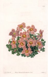 Oxalis Variete - Placa grabada por S. Watts, de una ilustración de Sarah Anne Drake, del Registro Botánico de Sydenham Edwards, Inglaterra de Sydenham Teast Edwards