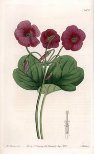 Oxalis de Bowie - Placa grabada por S.Watts, de una ilustración de Sarah Anne Drake (1803-1857), del Botanical Register de Sydenham Edwards (1768-1819), Inglaterra de Sydenham Teast Edwards