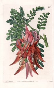 Pico de loro - Placa grabada por S. Watts, de una ilustración de Sarah Anne Drake (1803-1857), del Botanical Register de Sydenham Edwards (1768-1819), Inglaterra de Sydenham Teast Edwards