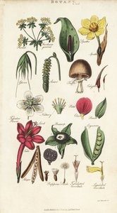 Partes de flores incluyendo pétalo, nectario, gluma, semilla, espata, bráctea, legumbre, etc., de Pantologia de John Mason Good