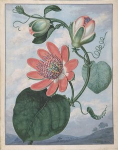 Flor de la pasión, 1799